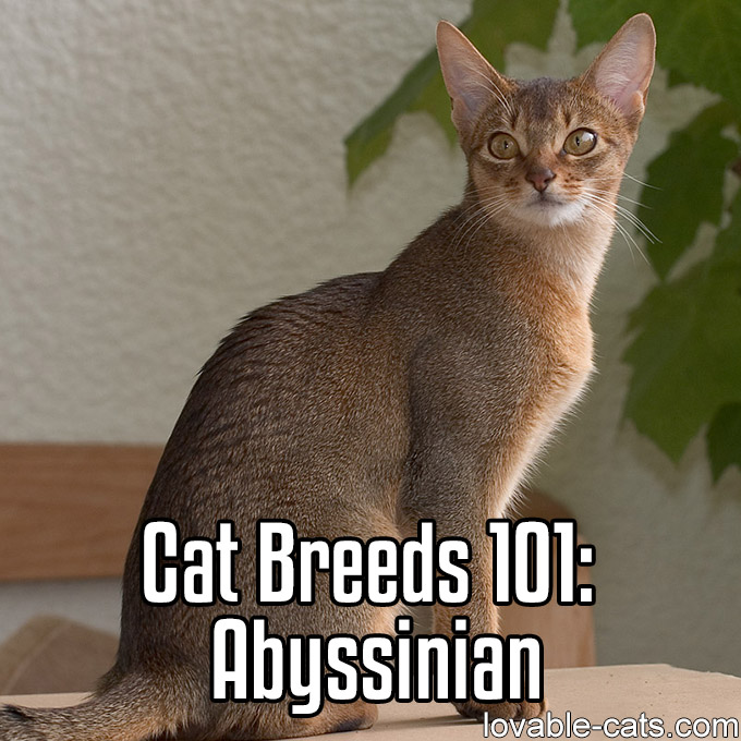 Cat Breeds 101 - Abyssinian