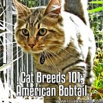 Cat Breeds 101: American Bobtail