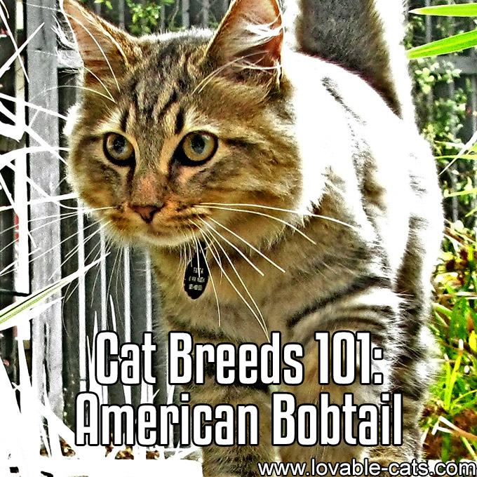 Cat Breeds 101 - American Bobtail