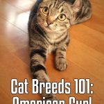 Cat Breeds 101: American Curl