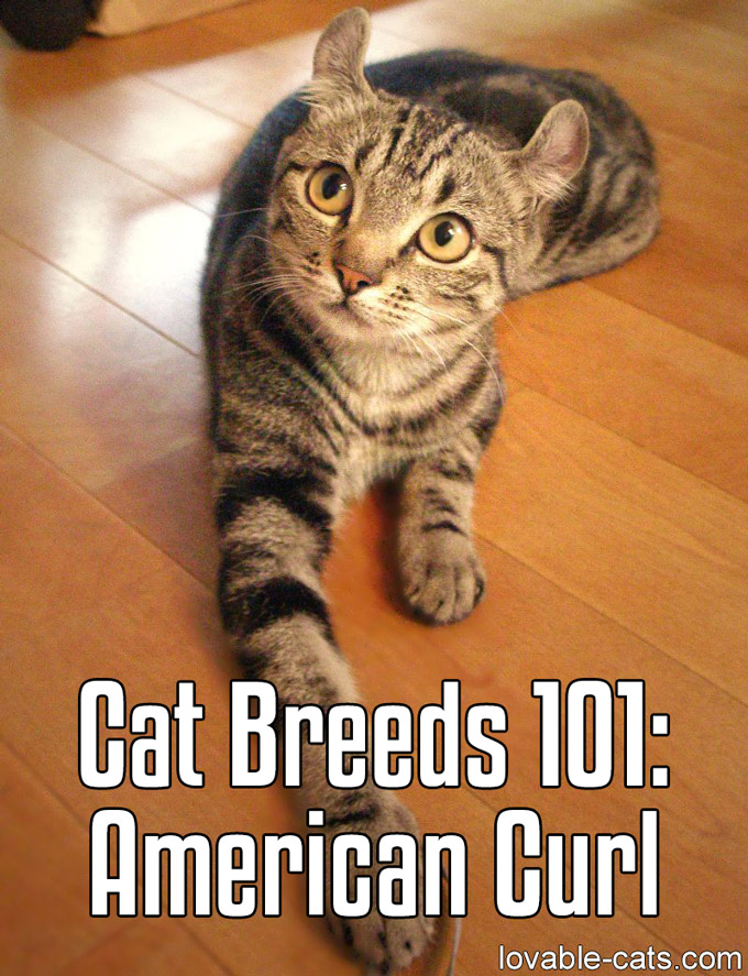 Cat Breeds 101 - American Curl