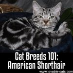 Cat Breeds 101: American Shorthair