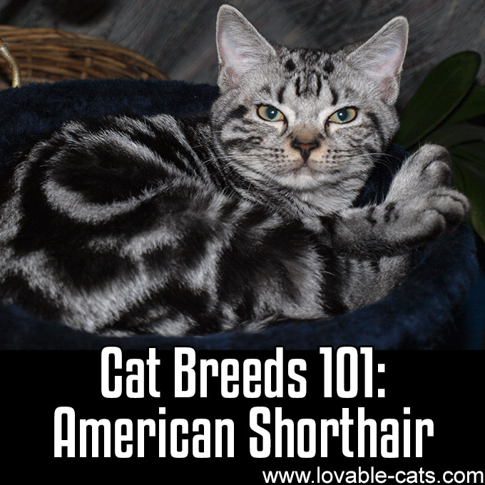 Cat Breeds 101 - American Shorthair