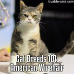 Cat Breeds 101: American Wirehair