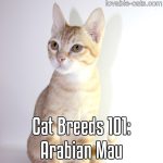 Cat Breeds 101: Arabian Mau