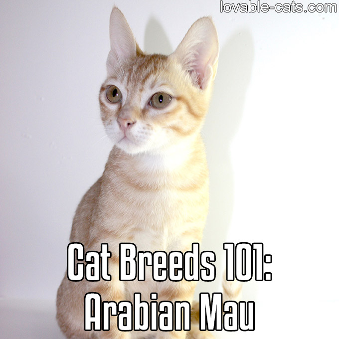 Cat Breeds 101 - Arabian Mau
