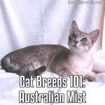 Cat Breeds 101: Australian Mist