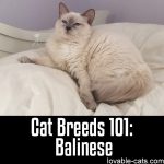 Cat Breeds 101: Balinese
