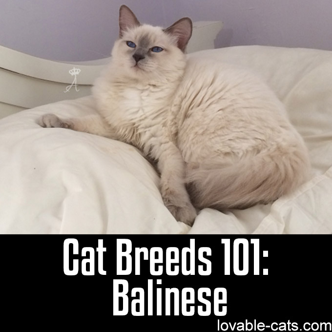 Cat Breeds 101 - Balinese