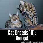 Cat Breeds 101: Bengal