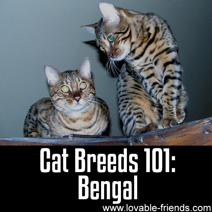 Cat Breeds 101 - Bengal