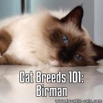 Cat Breeds 101: Birman