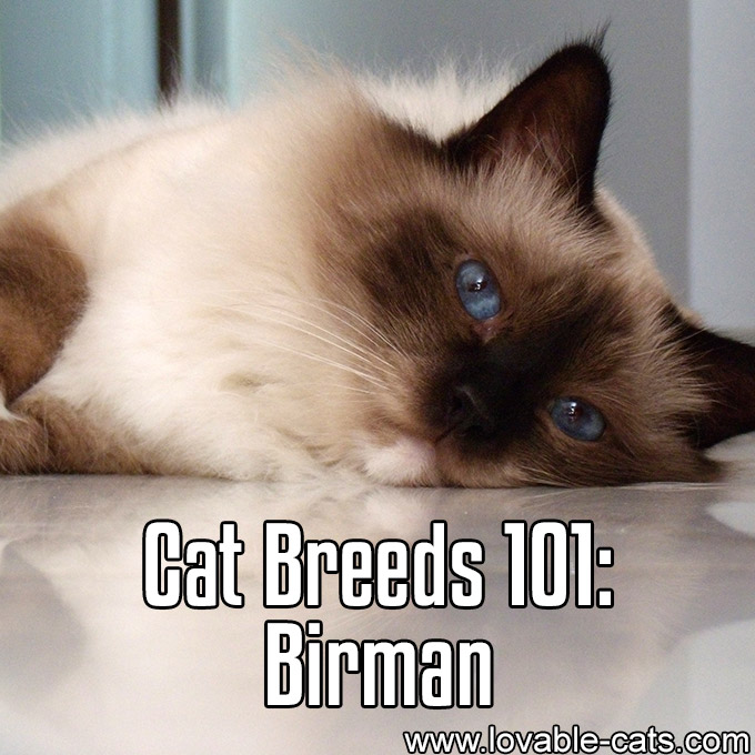 Cat Breeds 101 - Birman