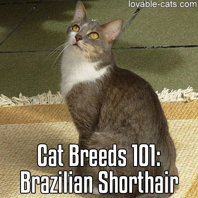Cat Breeds 101 - Brazilian Shorthair