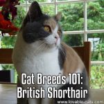 Cat Breeds 101: British Shorthair