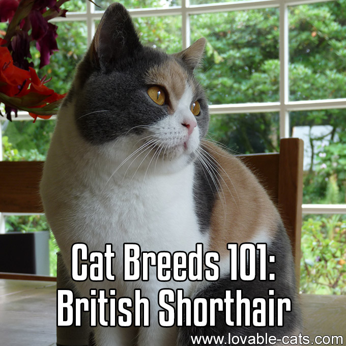 Cat Breeds 101 - British Shorthair