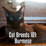 Cat Breeds 101: Burmese