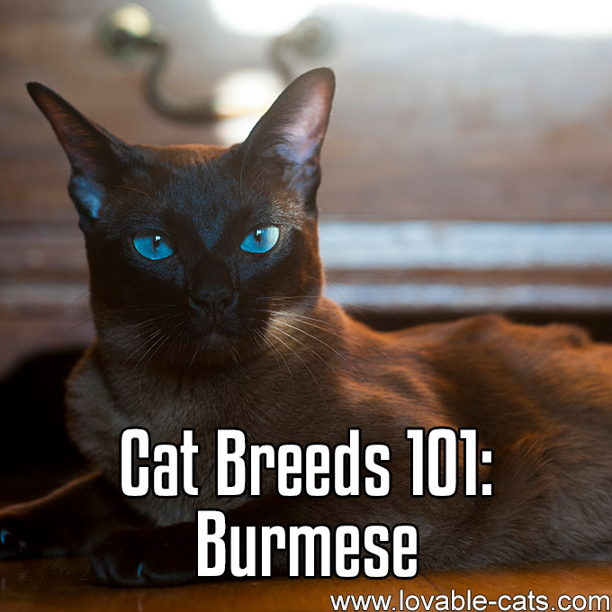 Cat Breeds 101 - Burmese