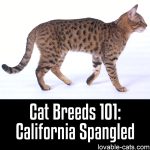 Cat Breeds 101: California Spangled