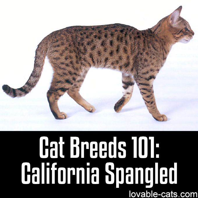 Cat Breeds 101 - California Spangled