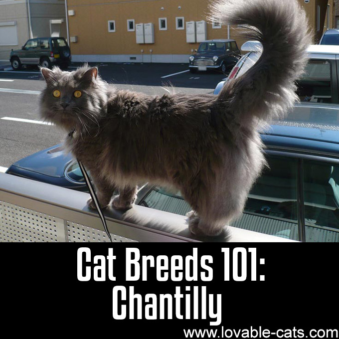 Cat Breeds 101 - Chantilly