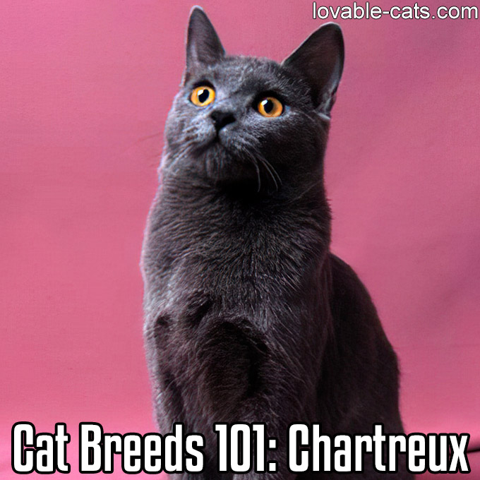 Cat Breeds 101 - Chartreux