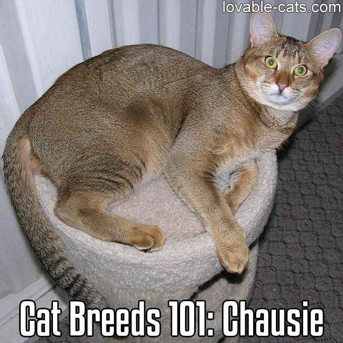 Cat Breeds 101 - Chausie
