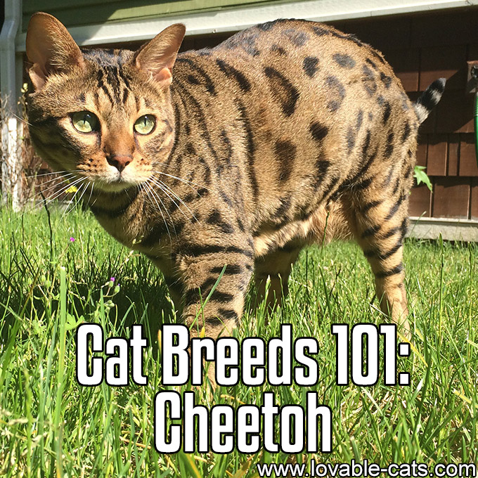 Cat Breeds 101- Cheetoh