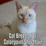 Cat Breeds 101: Colorpoint Shorthair