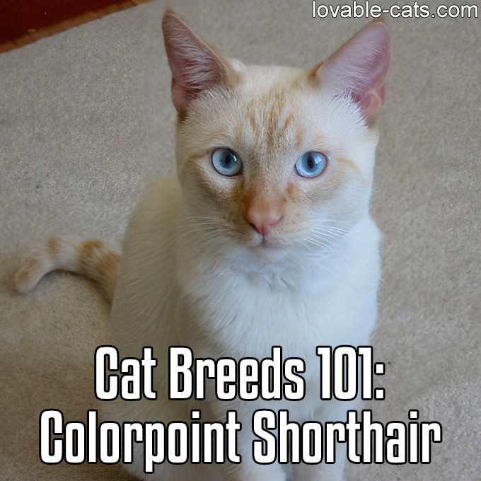 Cat Breeds 101 - Colorpoint Shorthair