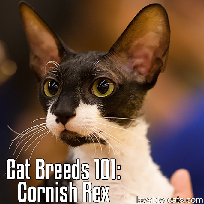 Cat Breeds 101 - Cornish Rex
