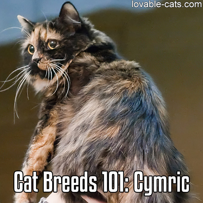 Cat Breeds 101 - Cymric