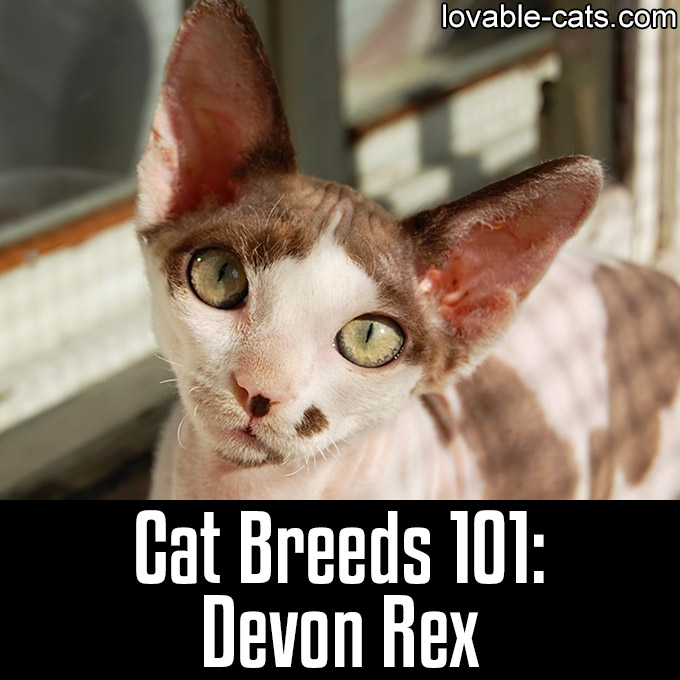 Cat Breeds 101 - Devon Rex