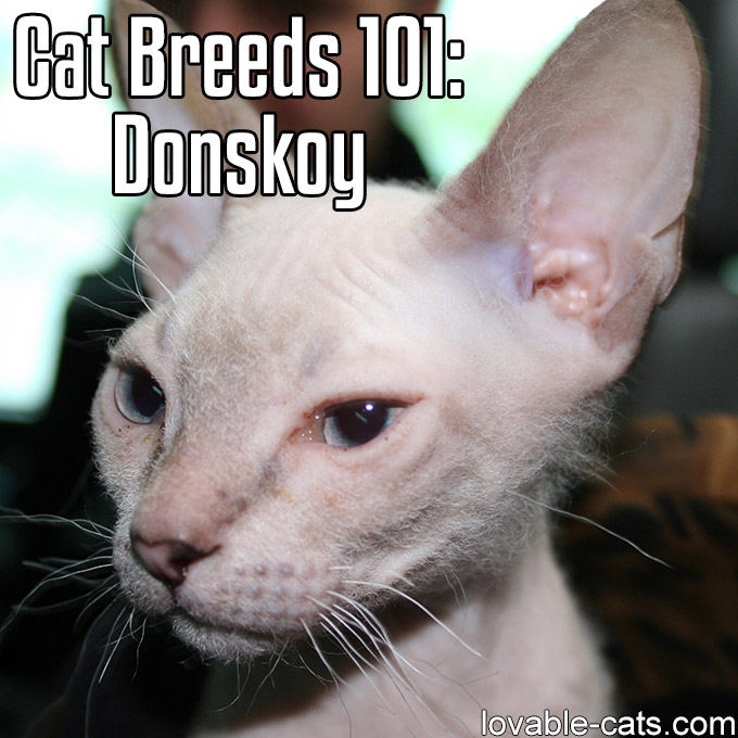 Cat Breeds 101 - Donskoy