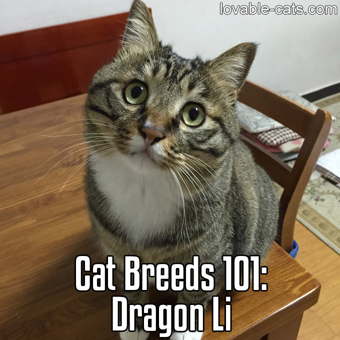 Cat Breeds 101 - Dragon Li
