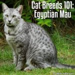 Cat Breeds 101: Egyptian Mau