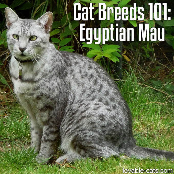 Cat Breeds 101 - Egyptian Mau