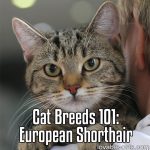 Cat Breeds 101: European Shorthair