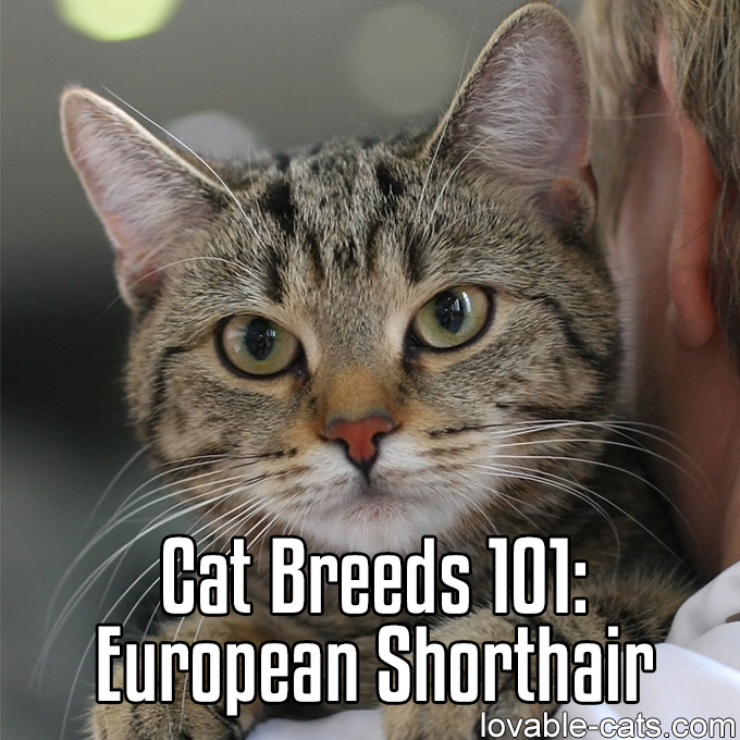 Cat Breeds 101 - European Shorthair