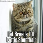 Cat Breeds 101: Exotic Shorthair