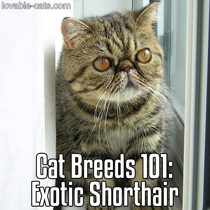 Cat Breeds 101 - Exotic Shorthair