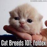Cat Breeds 101: Foldex