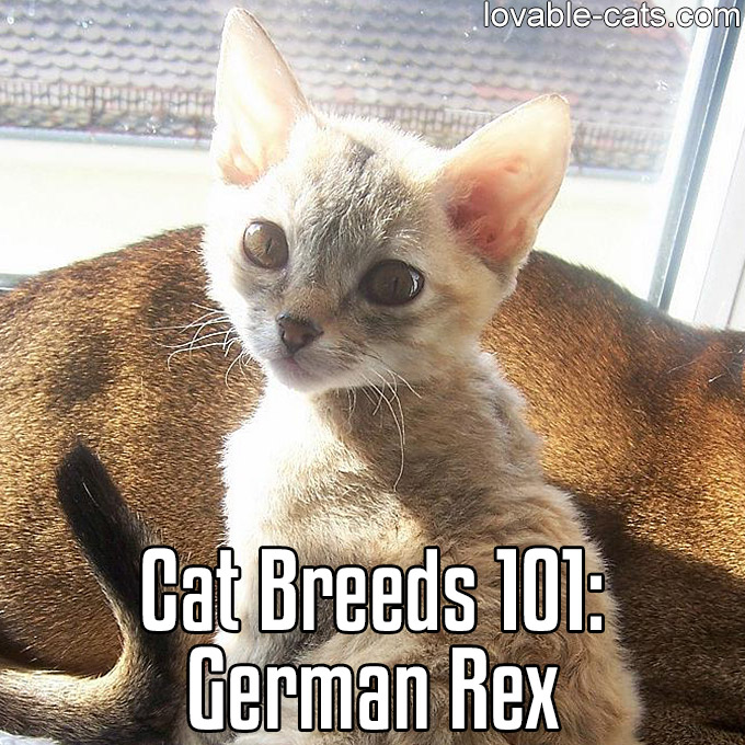 Cat Breeds 101 - German Rex