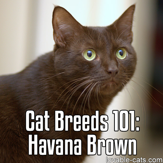 Cat Breeds 101 - Havana Brown