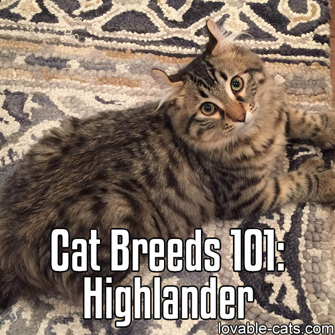 Cat Breeds 101 - Highlander
