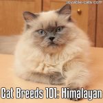 Cat Breeds 101: Himalayan