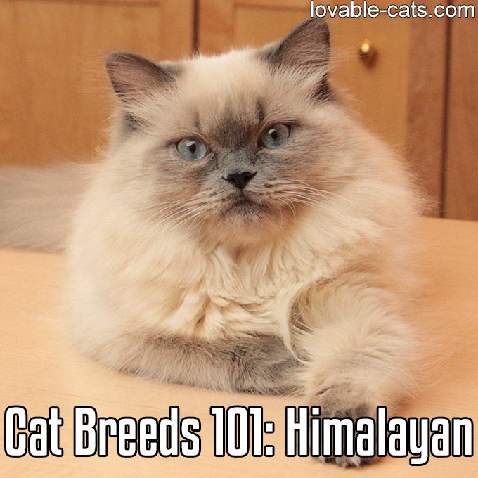 Cat Breeds 101 - Himalayan