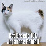Cat Breeds 101: Japanese Bobtail