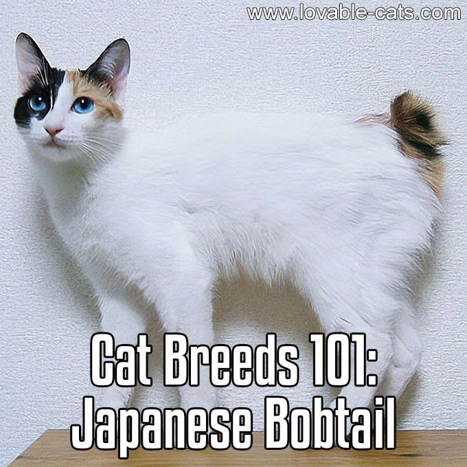 Cat Breeds 101 - Japanese Bobtail