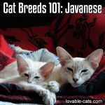 Cat Breeds 101: Javanese